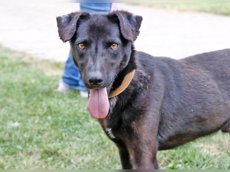 Cézár, fröhlicher Clown, ca. 5 Jahre, ca. 46 cm, ca. 16 kg