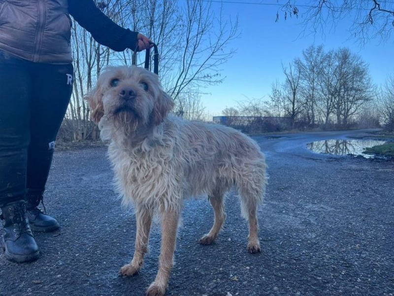 Peti, bildhübsche Kämpferin, ca 10 Jahre, ca 52 cm, ca 13 kg *blind*