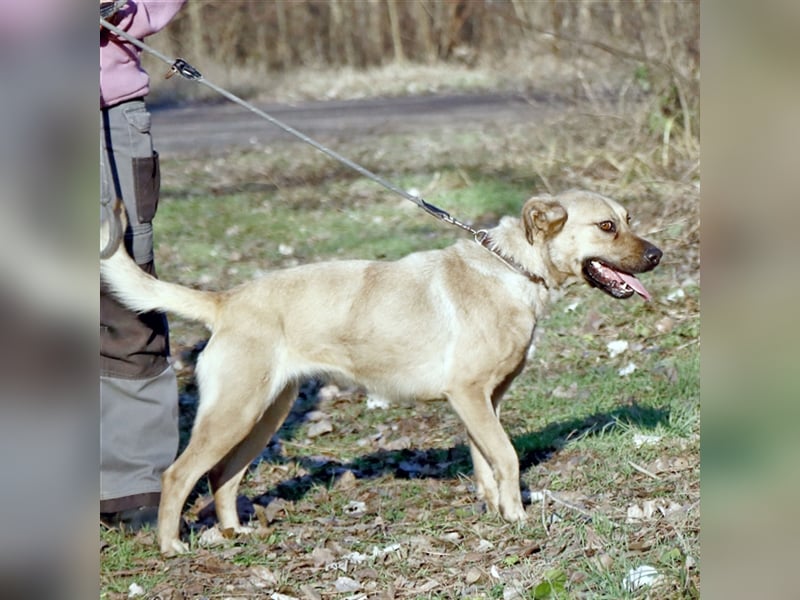 Nusi, verschmustes Energiebündel, ca. 2 Jahre, ca. 47cm, ca. 16kg