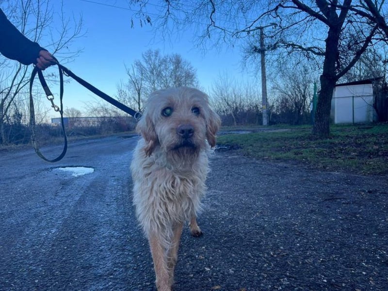 Peti, bildhübsche Kämpferin, ca 10 Jahre, ca 52 cm, ca 13 kg *blind*