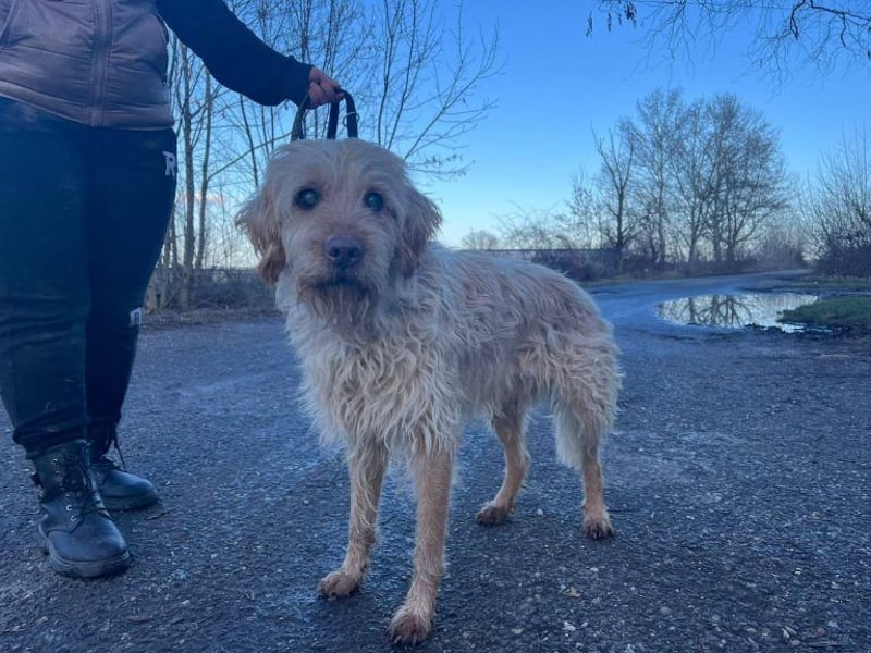 Peti, bildhübsche Kämpferin, ca 10 Jahre, ca 52 cm, ca 13 kg *blind*