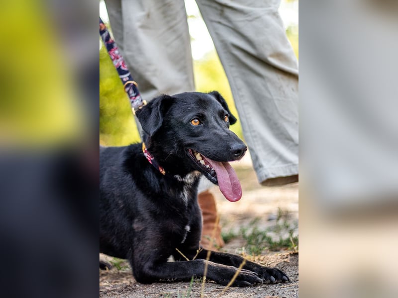 Cézár, fröhlicher Clown, ca. 5 Jahre, ca. 46 cm, ca. 16 kg