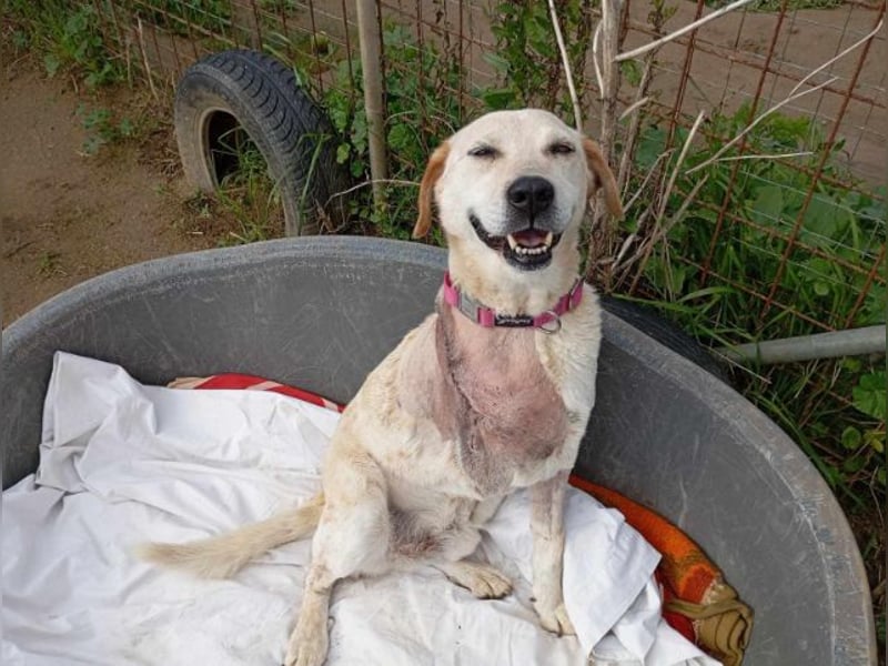 Opi Pepe, lieber Herzensmann, ca. 11 Jahre, ca. 52 cm, 21 kg *Gnadenplatz* *Dreibein*