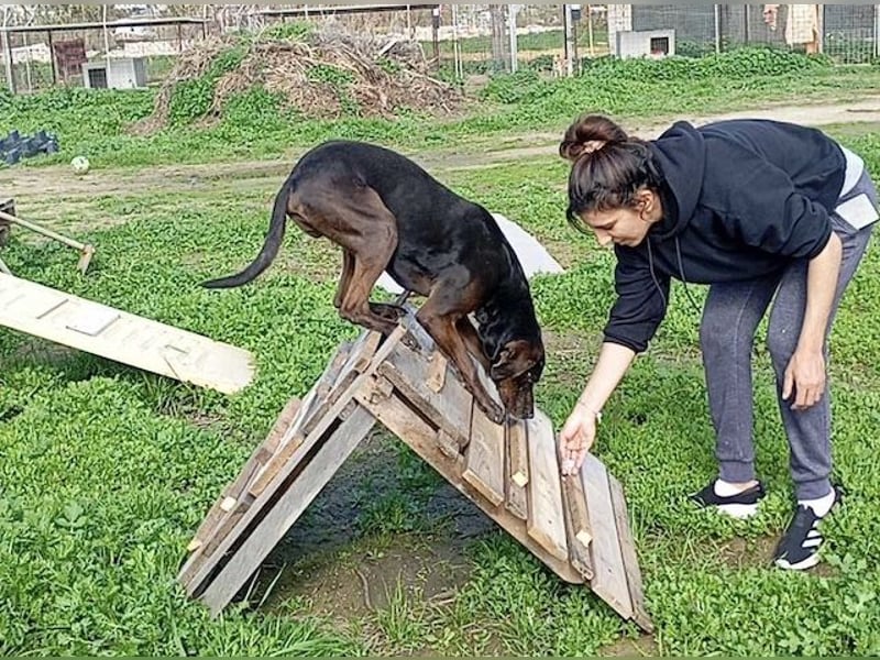 Czarny, hübscher Rüde, ca. 7 Jahre, ca. 55 cm, ca. 23 kg