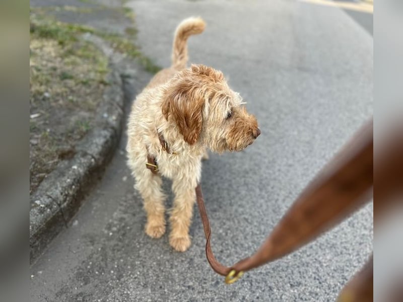 Peti, bildhübsche Kämpferin, ca 10 Jahre, ca 52 cm, ca 13 kg *blind*