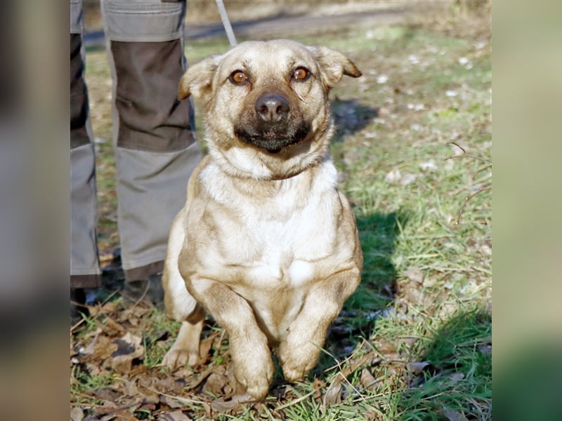 Nusi, verschmustes Energiebündel, ca. 2 Jahre, ca. 47cm, ca. 16kg