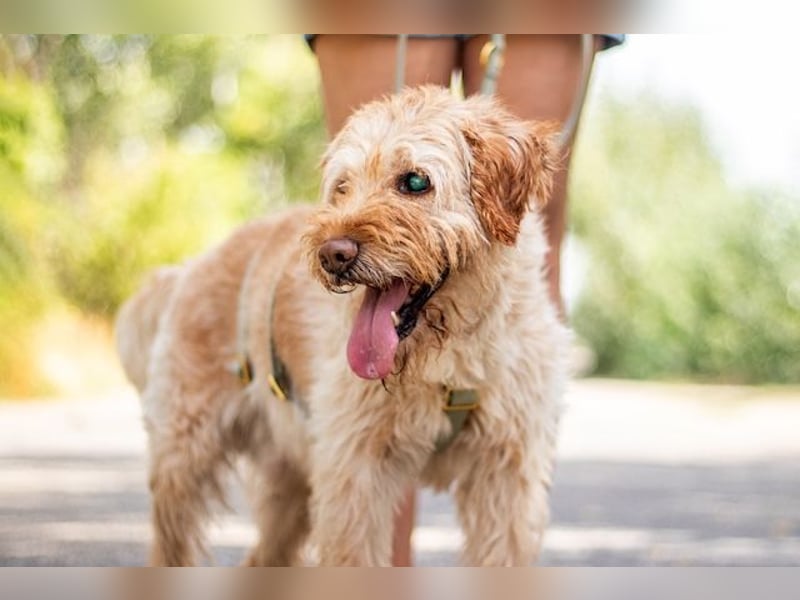 Peti, bildhübsche Kämpferin, ca 10 Jahre, ca 52 cm, ca 13 kg *blind*