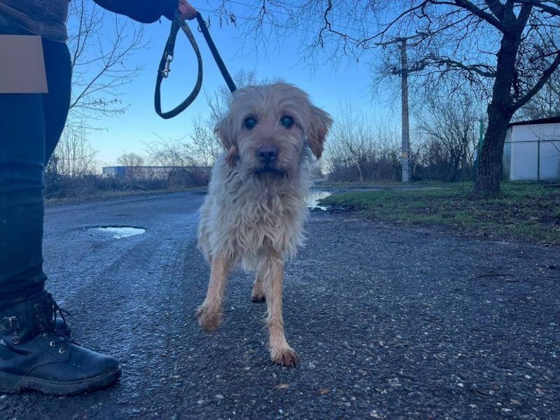 Peti, bildhübsche Kämpferin, ca 10 Jahre, ca 52 cm, ca 13 kg *blind*