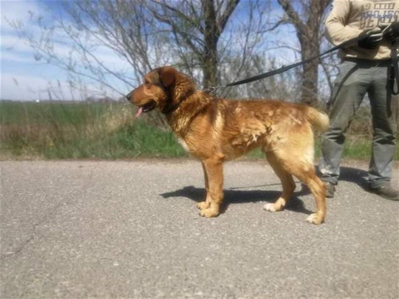 Jeromos, fröhlicher Abenteurer, ca.  5 Jahre, ca. 30 kg
