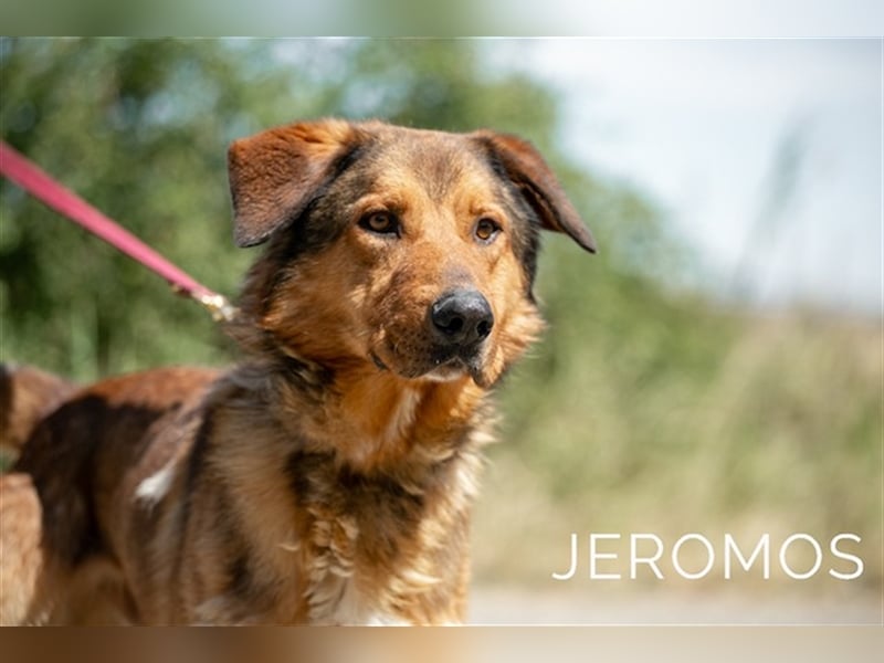 Jeromos, fröhlicher Abenteurer, ca.  5 Jahre, ca. 30 kg