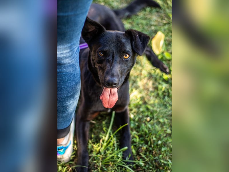 Cézár, fröhlicher Clown, ca. 5 Jahre, ca. 46 cm, ca. 16 kg