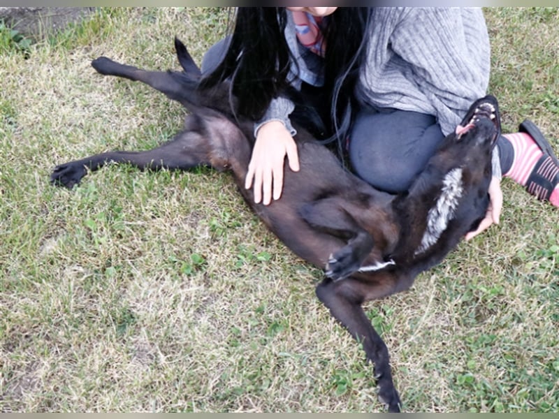 Cézár, fröhlicher Clown, ca. 5 Jahre, ca. 46 cm, ca. 16 kg