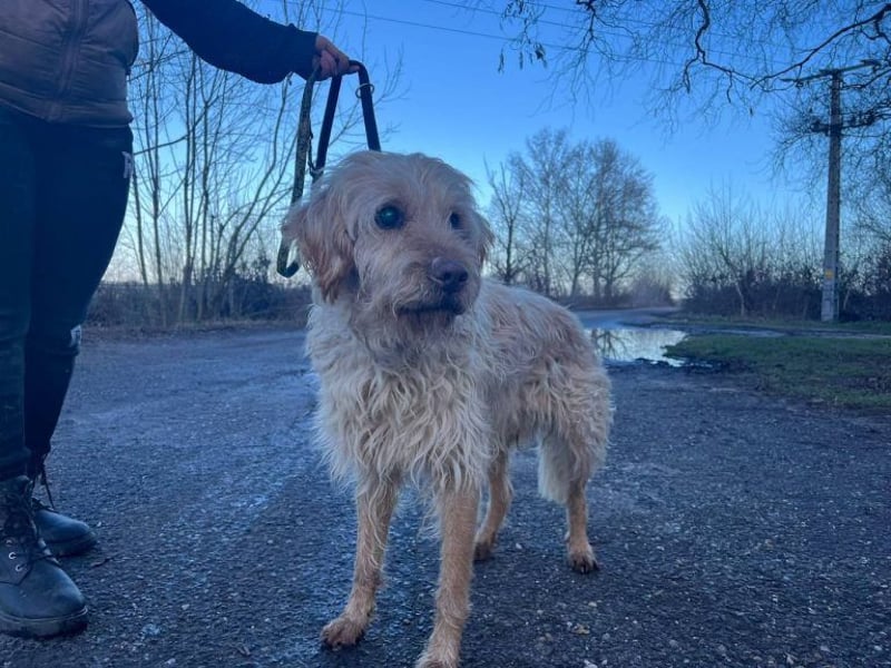 Peti, bildhübsche Kämpferin, ca 10 Jahre, ca 52 cm, ca 13 kg *blind*