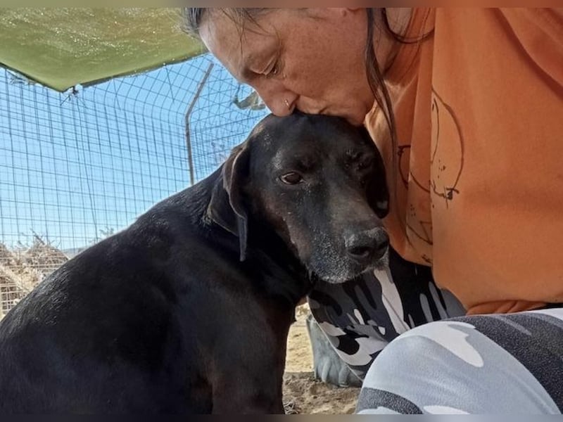 Czarny, hübscher Rüde, ca. 7 Jahre, ca. 55 cm, ca. 23 kg