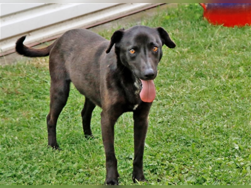 Cézár, fröhlicher Clown, ca. 5 Jahre, ca. 46 cm, ca. 16 kg