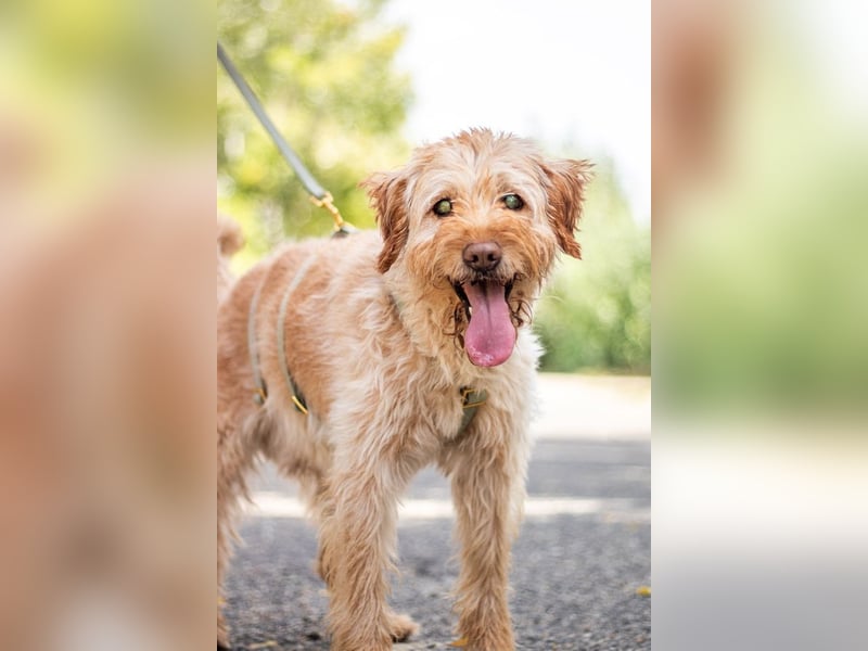 Peti, bildhübsche Kämpferin, ca 10 Jahre, ca 52 cm, ca 13 kg *blind*