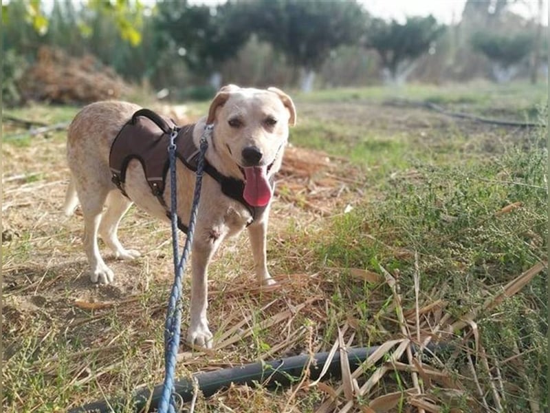 Opi Pepe, lieber Herzensmann, ca. 11 Jahre, ca. 52 cm, 21 kg *Gnadenplatz* *Dreibein*