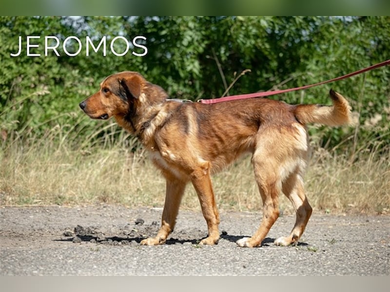 Jeromos, fröhlicher Abenteurer, ca.  5 Jahre, ca. 30 kg