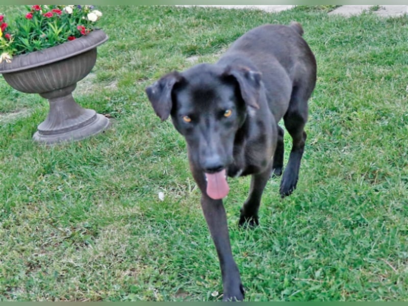 Cézár, fröhlicher Clown, ca. 5 Jahre, ca. 46 cm, ca. 16 kg