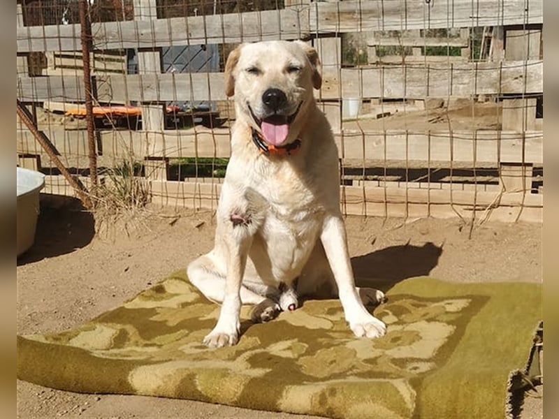 Opi Pepe, lieber Herzensmann, ca. 11 Jahre, ca. 52 cm, 21 kg *Gnadenplatz* *Dreibein*