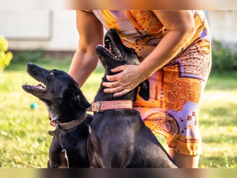 Cézár, fröhlicher Clown, ca. 5 Jahre, ca. 46 cm, ca. 16 kg