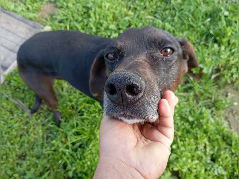 Czarny, hübscher Rüde, ca. 7 Jahre, ca. 55 cm, ca. 23 kg