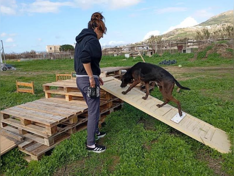 Czarny, hübscher Rüde, ca. 7 Jahre, ca. 55 cm, ca. 23 kg