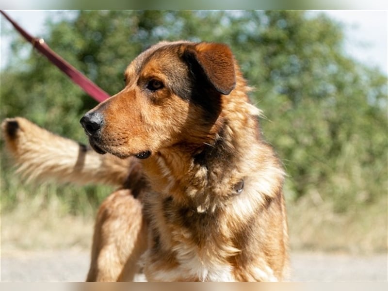 Jeromos, fröhlicher Abenteurer, ca.  5 Jahre, ca. 30 kg