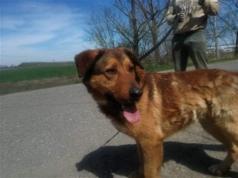 Jeromos, fröhlicher Abenteurer, ca.  5 Jahre, ca. 30 kg