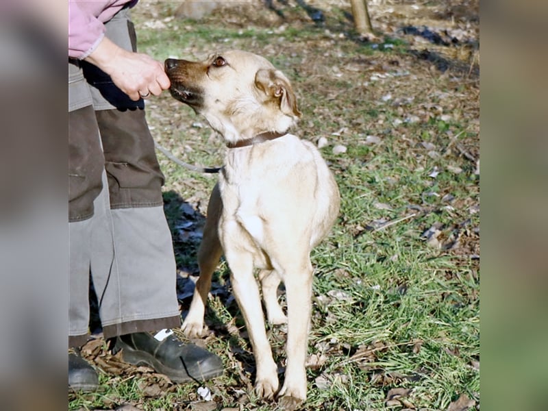 Nusi, verschmustes Energiebündel, ca. 2 Jahre, ca. 47cm, ca. 16kg