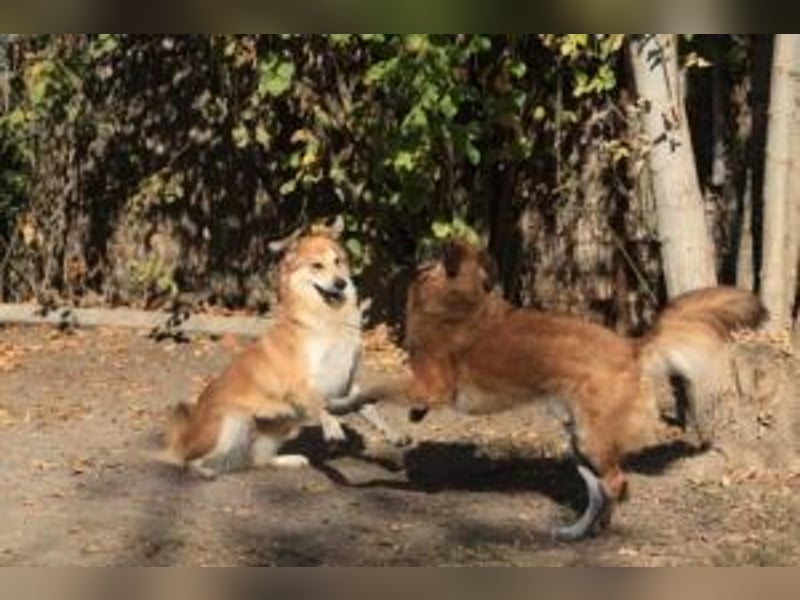 Cooper - wünscht sich eine Familie