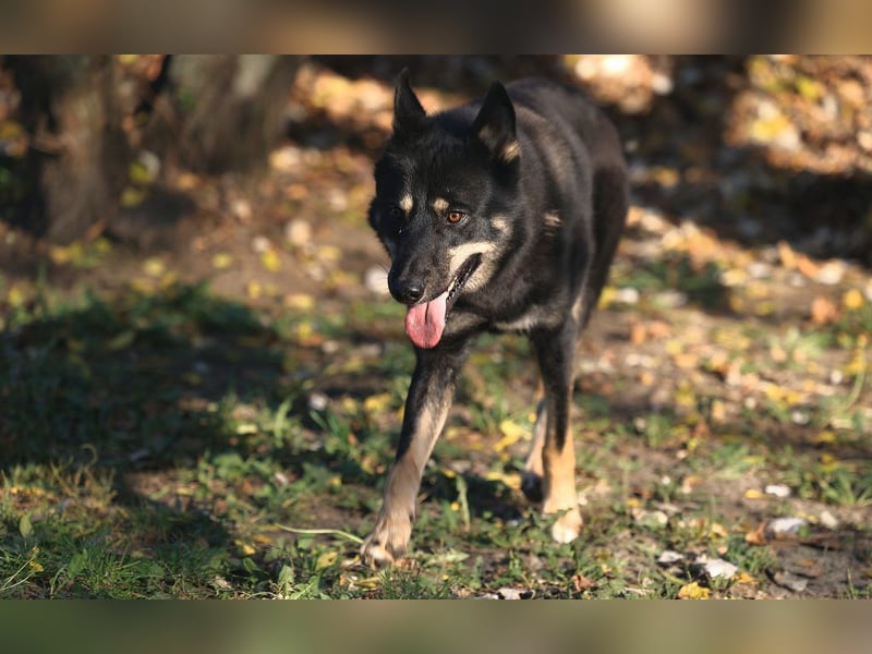 Der liebenswerte Wolf sucht seine Familie