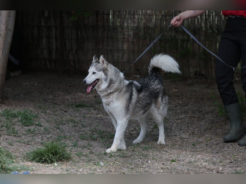 Enya Traumhafte Huskyhündin schenkt dir Ihr Herz