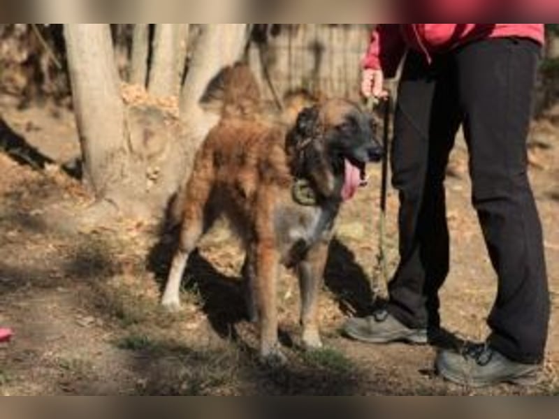 Cooper - wünscht sich eine Familie