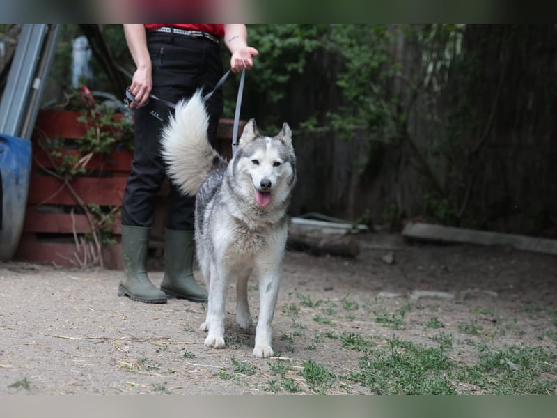Enya Traumhafte Huskyhündin schenkt dir Ihr Herz