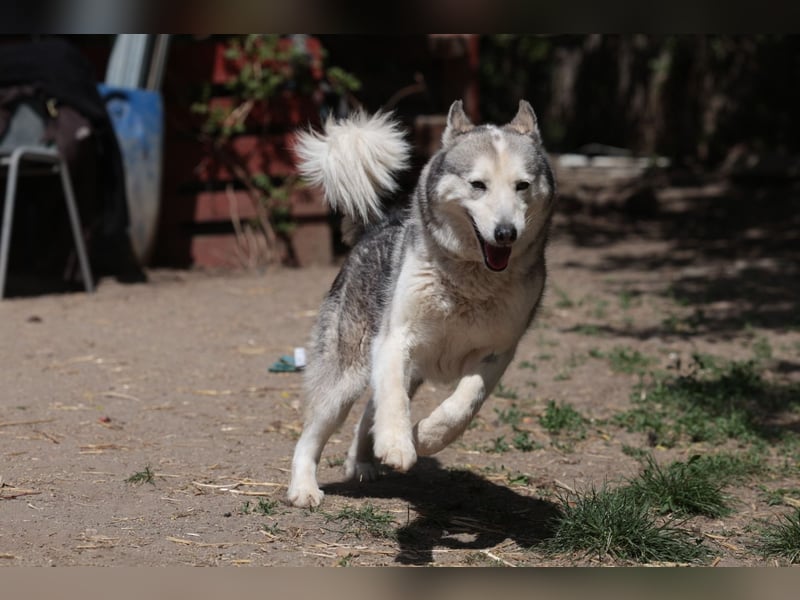 Enya Traumhafte Huskyhündin schenkt dir Ihr Herz