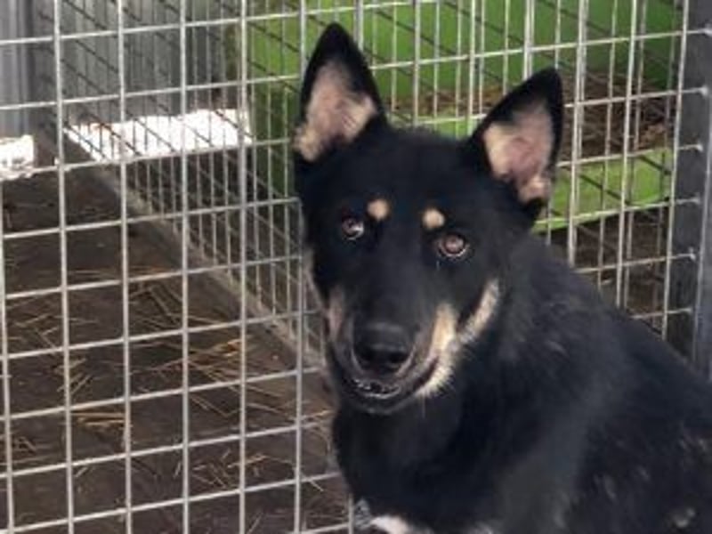 Der liebenswerte Wolf sucht seine Familie