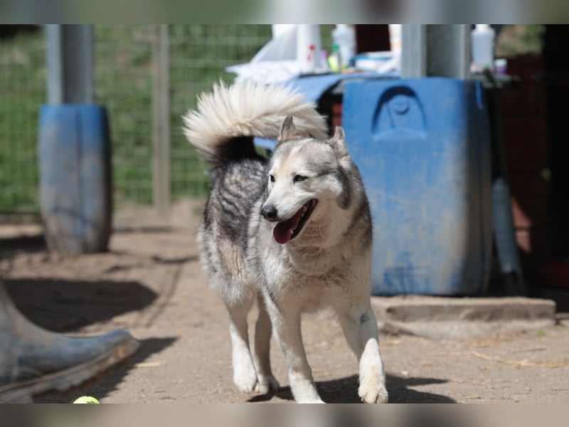 Enya Traumhafte Huskyhündin schenkt dir Ihr Herz