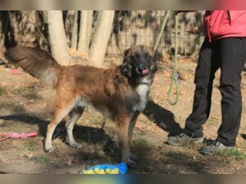 Cooper - wünscht sich eine Familie