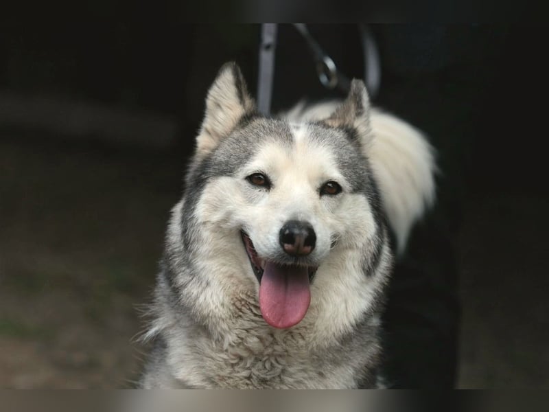 Enya Traumhafte Huskyhündin schenkt dir Ihr Herz