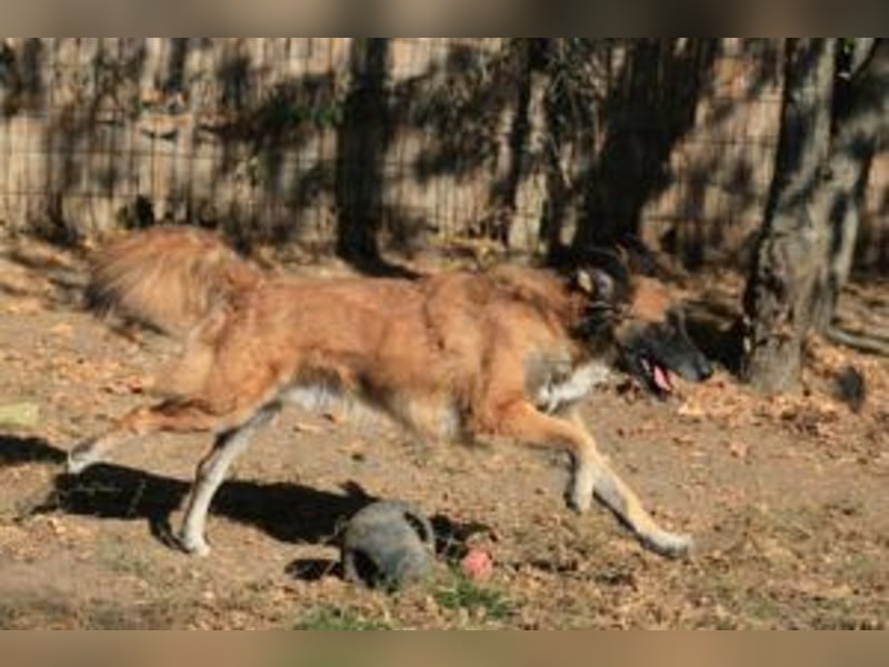 Cooper - wünscht sich eine Familie