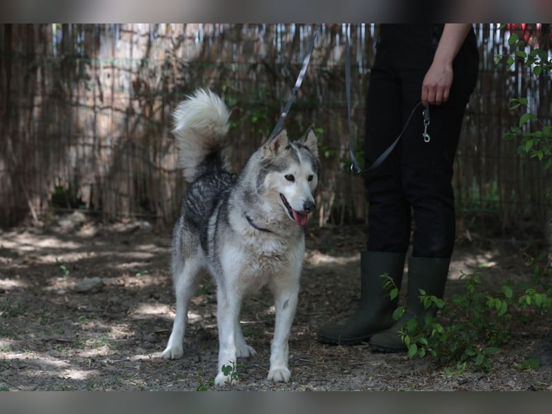 Enya Traumhafte Huskyhündin schenkt dir Ihr Herz