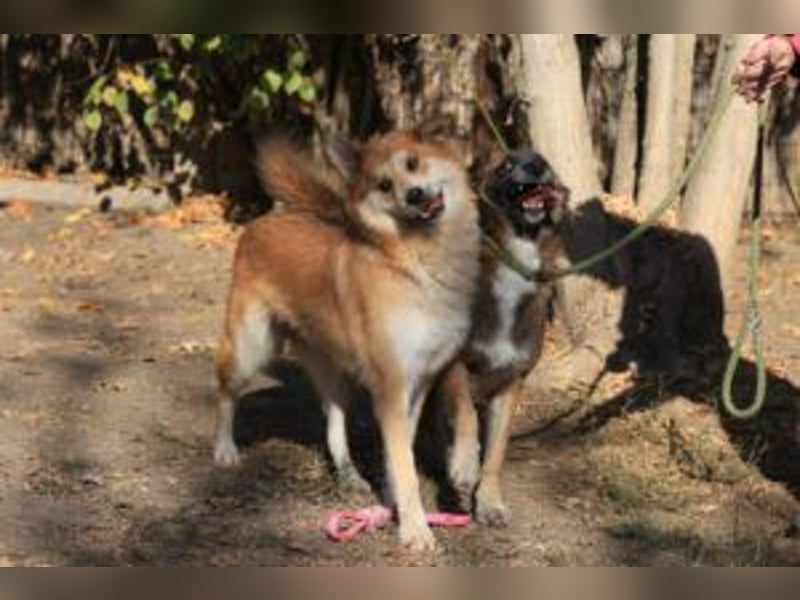 Cooper - wünscht sich eine Familie