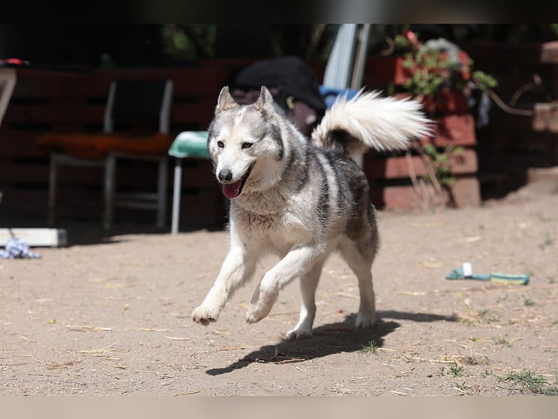 Enya Traumhafte Huskyhündin schenkt dir Ihr Herz