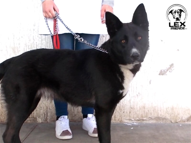 Smilla - verspieltes Mädchen