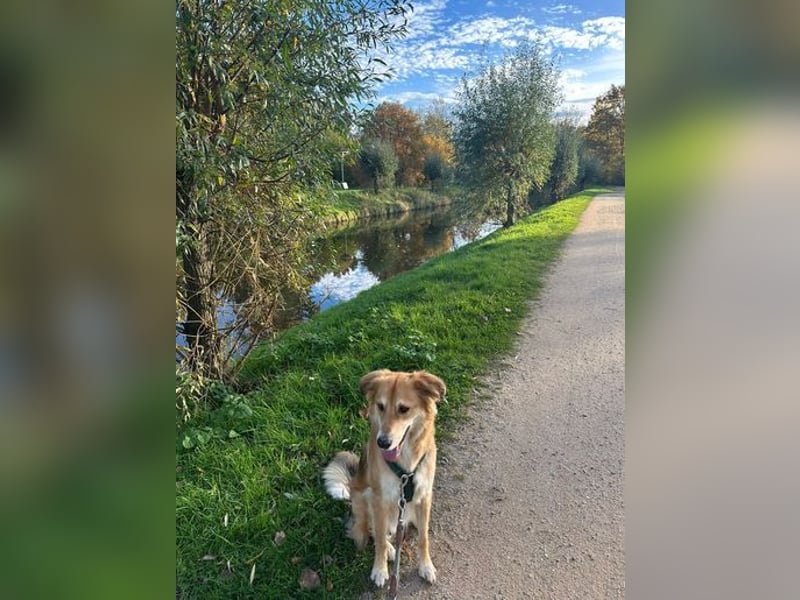 Barney sucht ein ruhiges Zuhause