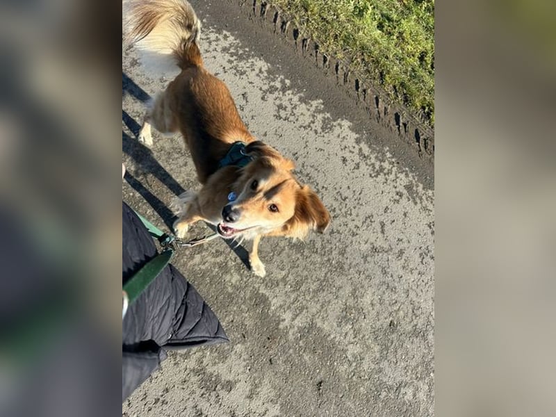 Barney sucht ein ruhiges Zuhause