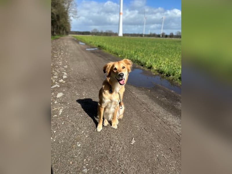 Barney sucht ein ruhiges Zuhause