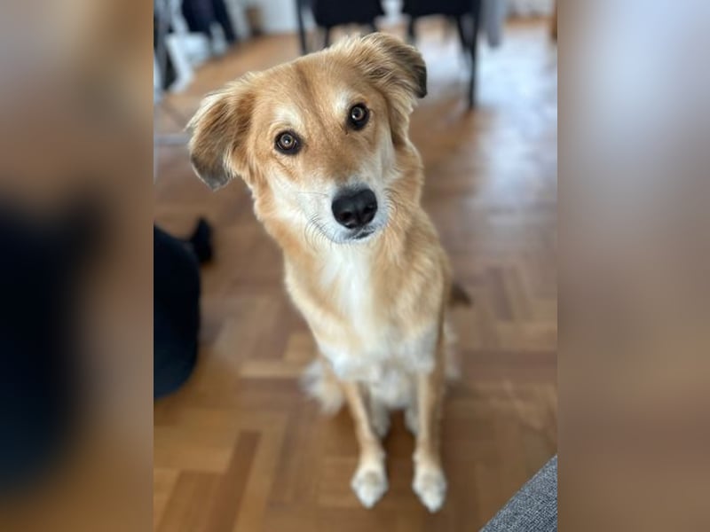 Barney sucht ein ruhiges Zuhause