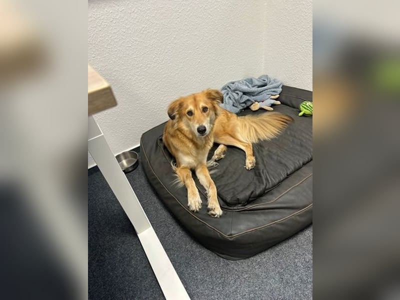 Barney sucht ein ruhiges Zuhause